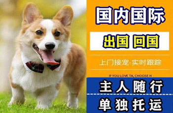 宣城市宠物托运公司宣城市宠物托运公司宣城市宠物托运公司