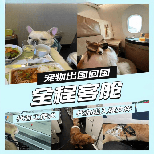 宣城市宠物托运到白俄罗斯宠物入境规定和要求